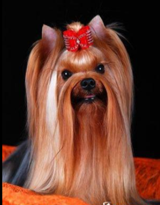  PONALITE ARCHI &mdash; Labaza DogPedigree YorkshireTerrier
